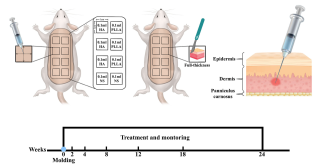 聚左旋乳酸微球动物实验示意图-华腾生物