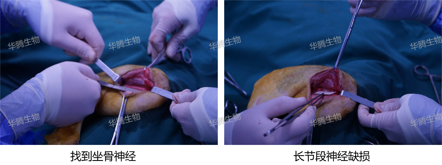 犬坐骨神经损伤模型